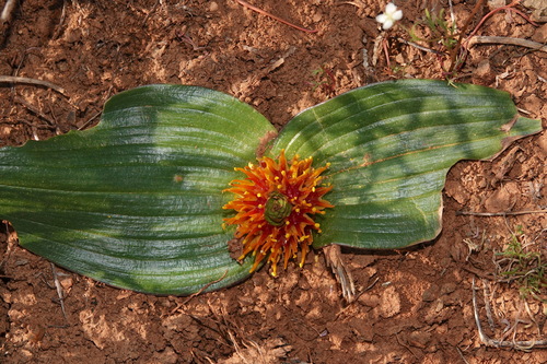 Little Crownlily (Daubenya marginata)