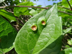 Puccinia alnetorum