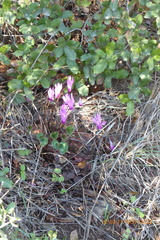 Cyclamen persicum
