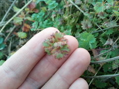 Phragmidium sanguisorbae