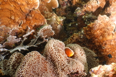 Amphiprion sandaracinos