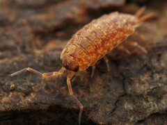 Porcellionides cingendus