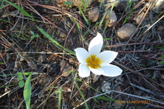 Crocus hyemalis