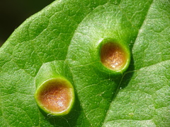 Puccinia alnetorum