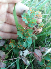 Phragmidium sanguisorbae