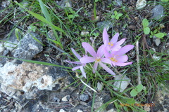 Colchicum stevenii
