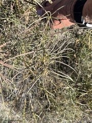 Funastrum heterophyllum