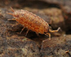 Porcellionides cingendus