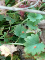 Phragmidium sanguisorbae