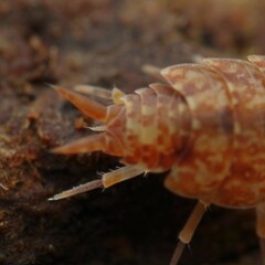 Porcellionides cingendus