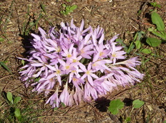 Colchicum hierosolymitanum