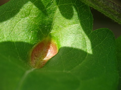 Puccinia alnetorum