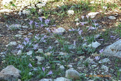 Colchicum stevenii