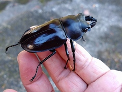 Neolucanus maximus vendli