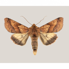 Pyrrhia exprimens