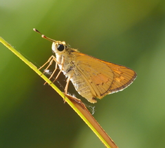 Cephrenes trichopepla