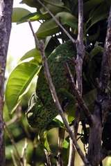 Chamaeleo chamaeleon chamaeleon