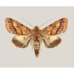 Pyrrhia exprimens