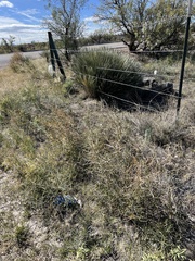 Funastrum heterophyllum