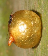Liturgusidae