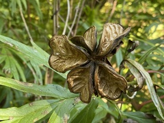 Paeonia anomala