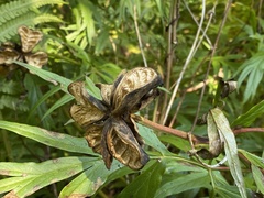 Paeonia anomala