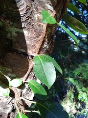 Hydrangea viburnoides