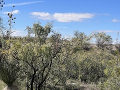 Prosopis glandulosa