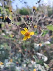 Simsia lagasceiformis