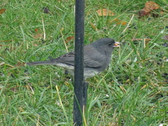 Junco hyemalis hyemalis
