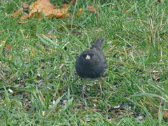 Junco hyemalis hyemalis