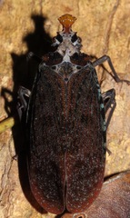Phrictus auromaculatus