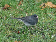 Junco hyemalis hyemalis