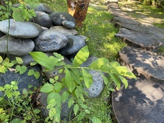Polygonatum odoratum