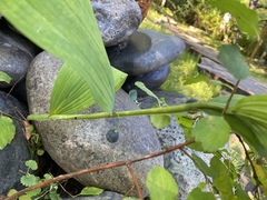 Polygonatum odoratum