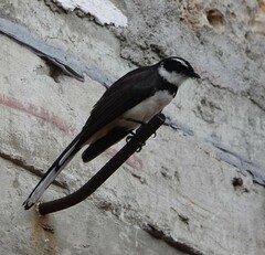 Rhipidura nigritorquis