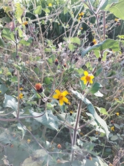 Simsia lagasceiformis