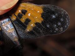 Phrictus auromaculatus