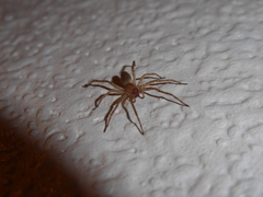 Anyphaena