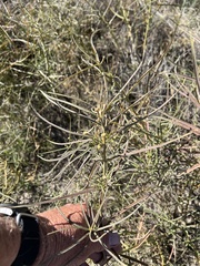 Funastrum heterophyllum