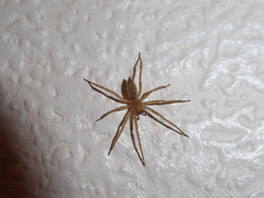 Anyphaena