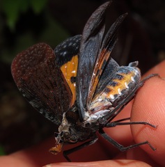 Phrictus auromaculatus