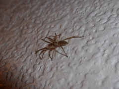 Anyphaena