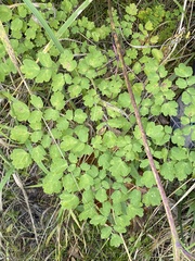 Thalictrum minus