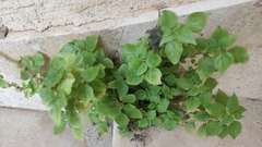 Parietaria judaica