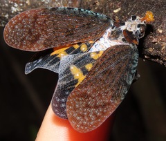 Phrictus auromaculatus