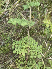 Thalictrum minus