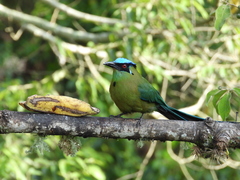 Momotus aequatorialis