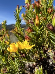 Hypericum juniperinum