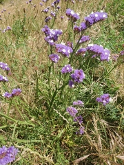 Limonium sinuatum